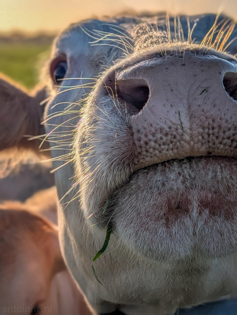 A close-up shot of a cow's face during the golden hour. The perspective is very intimate, focusing almost entirely on the muzzle and nose. A small piece of gras hangs between mouth.

She is catching the last sunlight of the day on her fur and whiskers giving her a warm, amber glow.