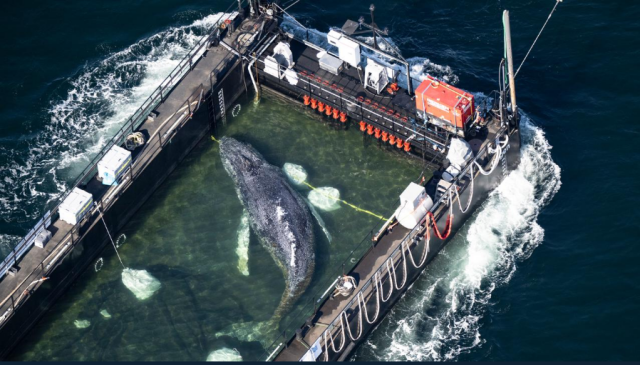 Timmy the humpback whale on a barge in the ocean