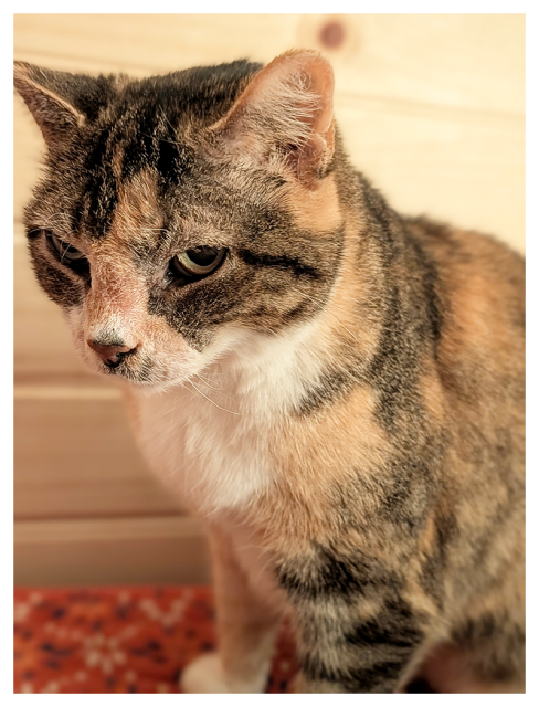 close up of a calico cat with green eyes and white markings sitting on a brightly-colored quilt. the background is wood paneling.
