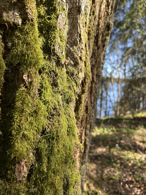 An old oak with mossy trunk in the sunshine with a blue lake in the background. 