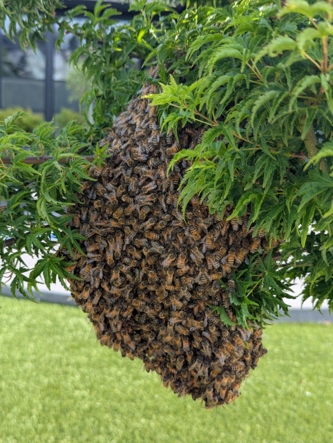 Photo of the swarm hanging on a tree branch