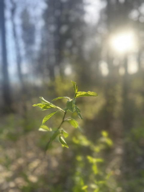 A close-up of a green plant with sunlight filtering through trees in the background, creating a peaceful, natural scene.