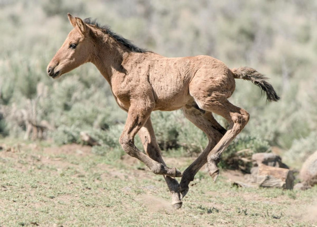 A young light tan foal running toward the left. All four hooves are off the ground and a small cloud of dust is seen directly below the foal. The foal runs on a grassy area and there's thick sagebrush in the background.