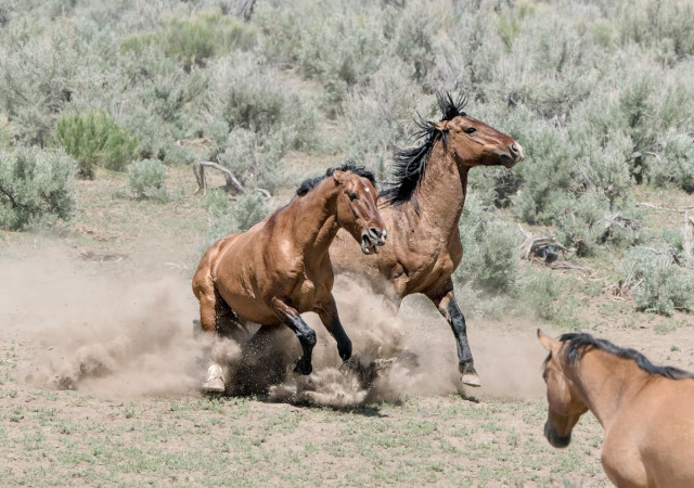 A color photo of three feral horses. The two horses at center frame are fighting. Both face the camera. The one on the left appears to have run up on the one on the right. The left one is low to the ground sliding on its read hooves. Lots of dust is being kicked up. The one on the right is lurching back and veering further right away from the horse on the left. The horse on the left has its mouth open and its ears are laid back flat on its head. The horse lurching back away from the horse on the left, its mane is flying in the air. A third horse, in the lower right foreground appears to be watching but is not very interested in what's going on.