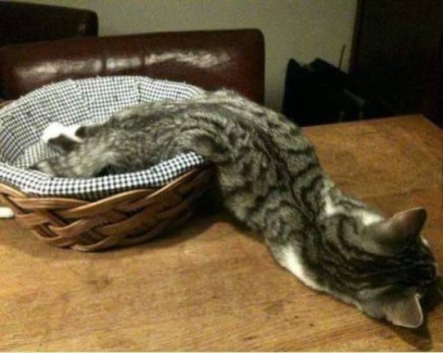 a relaxed eepy tabby cat stretched over their bed onto the table
