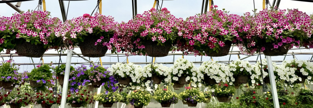 Photograph of petunias hanging in a greenhouse with a line of pink and white petunias across the top, and purple, white and yellow petunias below.