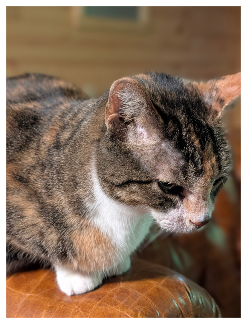 close-up side-view of a calico cat with green eyes and white markings resting on the back of a brown vinyl couch, looking down a bit. the background is wood paneling.