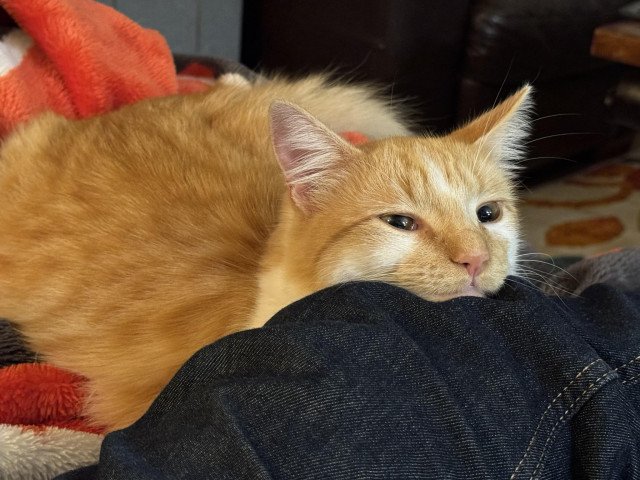 An orange cat is laying on a blanket and resting his fuzzy head on someone’s leg. He’s staring off into space as though contemplating his existence.