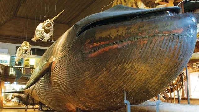 Taxidermied blue whale