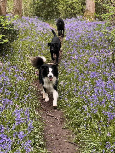 Three dugs led by a collie and followed by a lab and then poodle trot through the woods amongst the bluebells