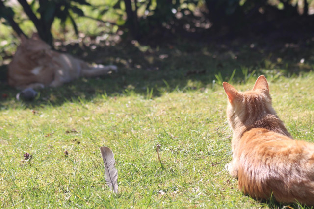 George and Washy in the garden on the grass