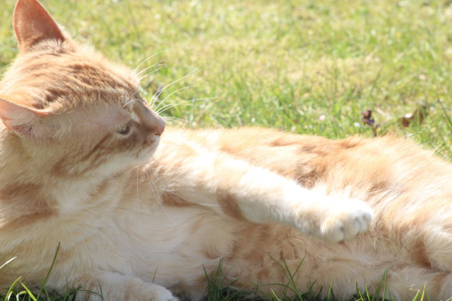 Washy in the grass in the yard