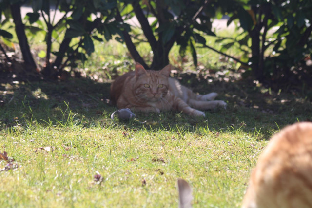 George in the grass in the the yard
