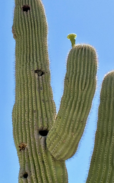 A tall saguaro with one arm on the right side, a bloom at the end of the arm, and a little owl face peeking out from a hole a halfway up the main trunk of the cactus 