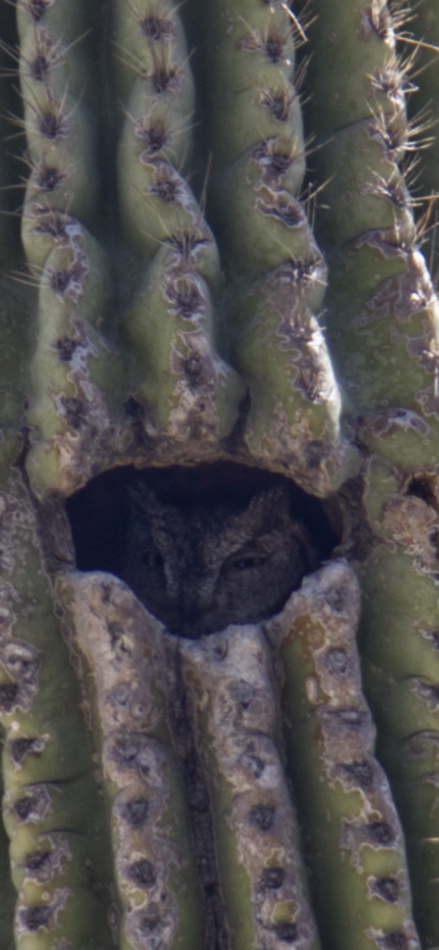 Screenshot zoomed in on the squinty, sleepy little owl eyes peering out from their hole in the saguaro cactus 