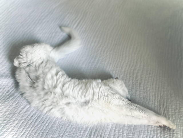 Blume, in a stretched out position.