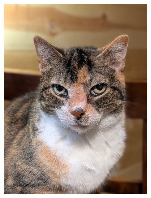 close-up. a calico cat with green eyes and white markings sits on a unseen desk and making eye contact. the background is a wood chair-back and wood paneling.