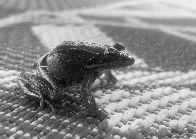 A black and white photograph of a motionless frog resting on an outdoor rug under a chair, having been rescued from a swimming pool. Its two hind legs are tucked beneath it, and it is looking straight ahead. The rug is woven with two-tone threads in a pattern of dark and light diamonds.

Eine Schwarz-Weiß-Fotografie zeigt einen regungslosen Frosch, der, aus einem Schwimmbecken gerettet, auf einem Gartenteppich unter einem Stuhl ruht. Seine Hinterbeine sind angezogen, und er blickt geradeaus. Der Teppich ist zweifarbig gewebt und zeigt ein Muster aus dunklen und hellen Rauten.

Photographie noir et blanc d'une grenouille immobile, se reposant sur un tapis extérieur, sous une chaise, après avoir été rescapée d'une piscine. Ses deux pattes arrières sont repliées sous elle et elle regarde droit devant. Le tapis est tissé avec des fils de deux couleurs, en motifs de losanges foncés et pâles.