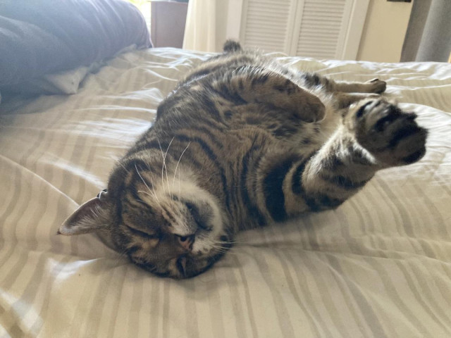 Tabby cat flopped on a bed covered with a rumpled white and grey striped sheet. He's on his back with one ear squished under his head and one front paw stretched toward the camera. His other front paw is resting on his belly. The light is diffused, coming from a window in the background. 