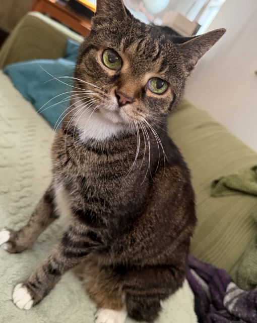 A full body photo of Pica showing her nicely brushed tabby coat and triangular pink nose and big green eyes