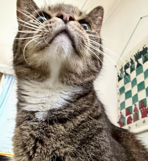 an unsettling view from below Pica you can clearly see her whiskers
