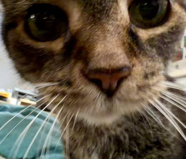 Pica is coming to get you her face is very close to the camera and her eyes look right at you