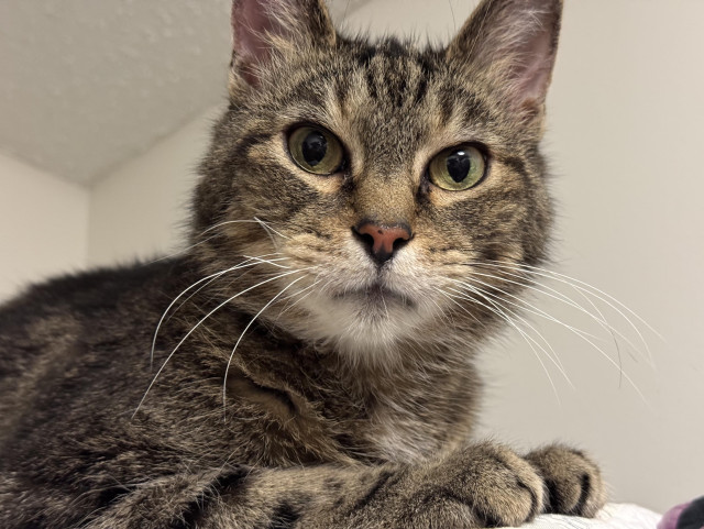 A close up of Sam, a tabby cat. 