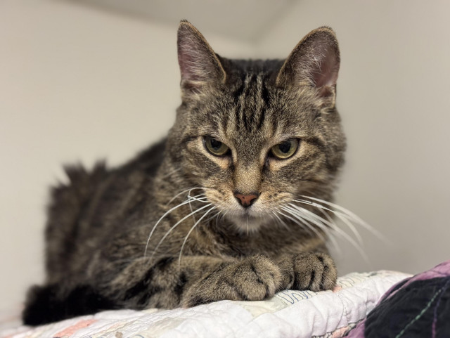 Sam, a tabby cat, loafed on a blanket. 