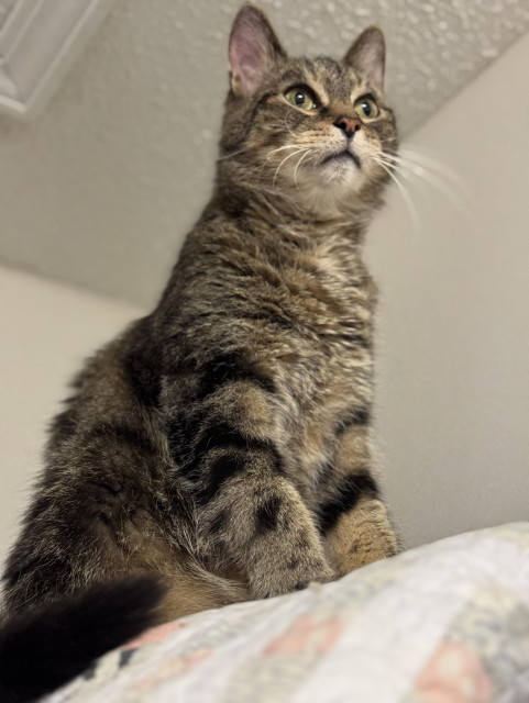 Sam, a tabby cat, staring off into space. 
