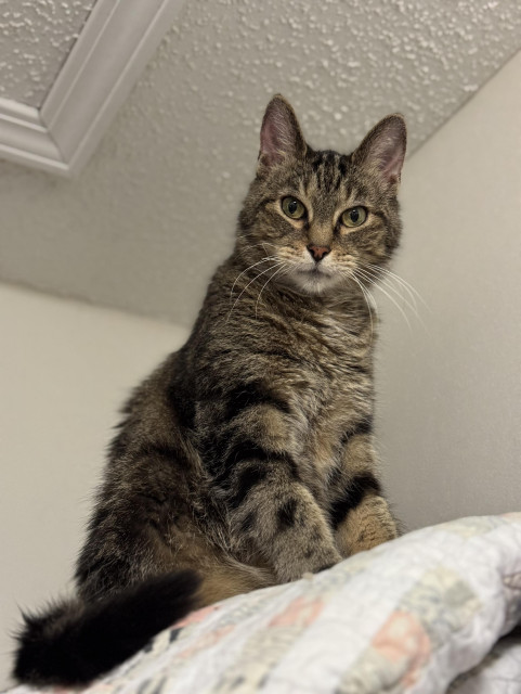 Sam, a tabby cat, looking surprised. 