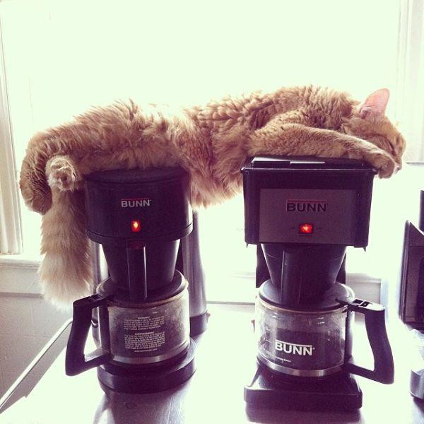 An orange cat stretched over two warm coffee machines