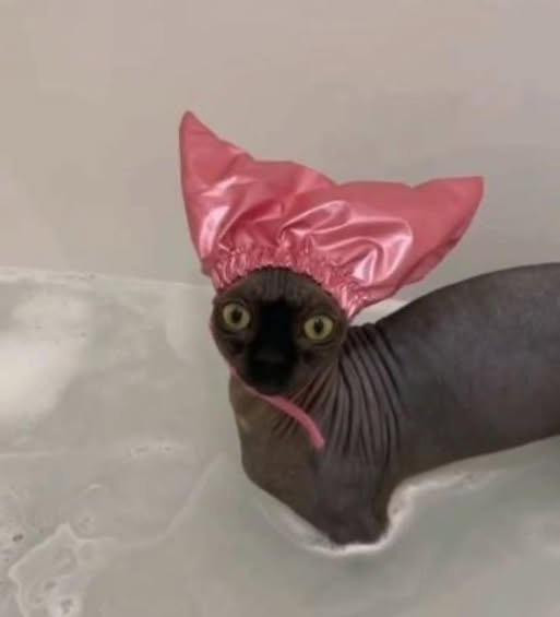 dark sphinx cat in a bathtub, wearing a ridiculous pink cap covering its ears, looking shocked.