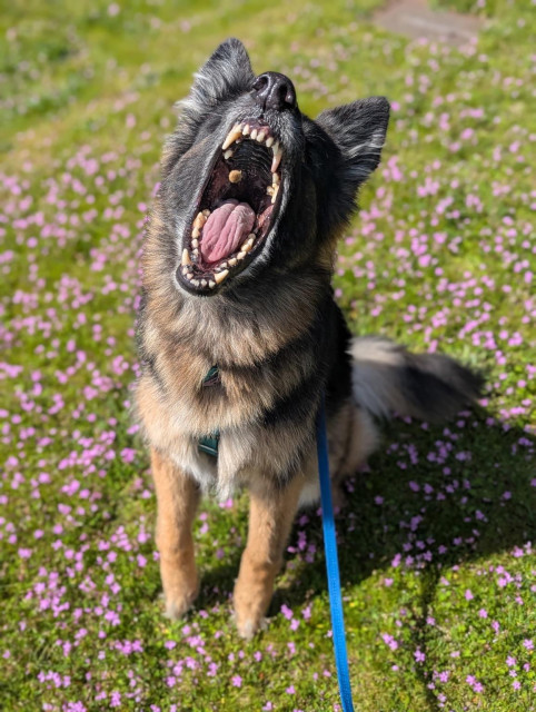 A brown and black long-haired German shepherd dog sits facing you in a green field with little pink flowers. 

Ok she’s not exactly sitting, her front paws are slightly levitating as she prepares to launch herself towards mid-air kibble. 

Her maw is wide open, her teeth are teethy, and the kibble is visible in the air of her mouth. 
