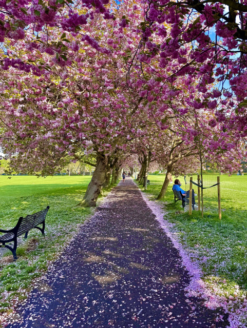Cherry blossom tree dropping petals at the meadows park