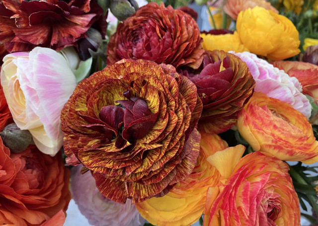 Ranunculus blooms in a variety of colors: yellow, a pink and white combination, yellow with rosy red tinges, and the bright yellow with maroon striping. They look amazing. 