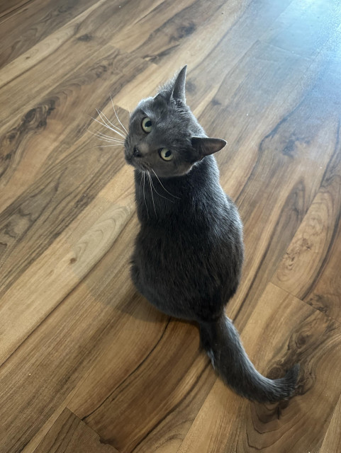 A gray cat looks over her shoulder at the camera. She knows she’s adorable.