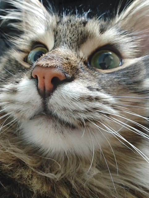 Er sieht immer so freundlich aus 😻