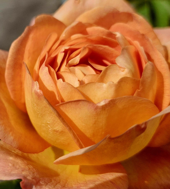 Close up of a cabbage rose rose blossom with an abundance of petals unfurling but staying curled in a bit at the edges giving it the classic look. The color is an intense orange. 