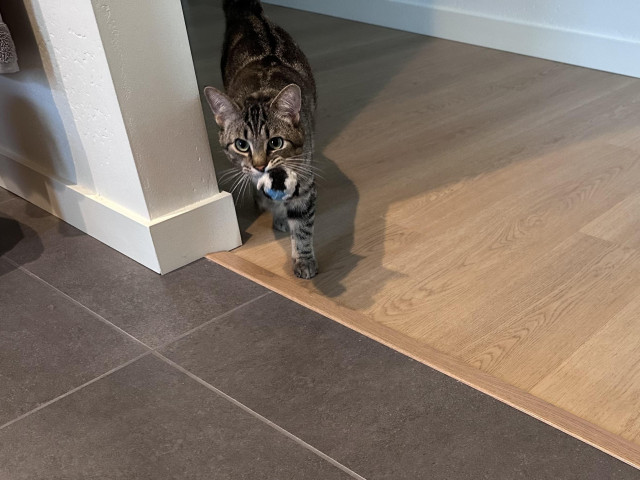 Cato, a tabby cat, with a yarn ball toy in his mouth, bringing it into the bathroom so that I can throw it down the hall again