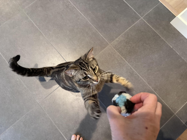 Cato, a tabby cat, lunging at the yarn ball I’m holding in my hand