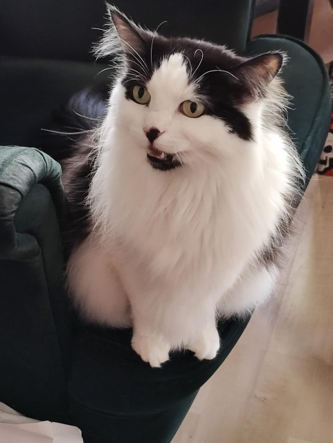 Selina, the floofy black and white kitty, sits on a bottle green velvet chair. Her mouth is open because she was yelling at me for reasons I still don't know.