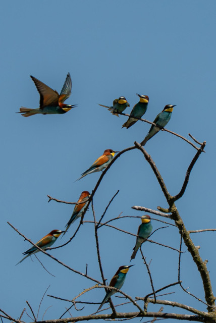 The image shows a group of common bee-eaters perched on the branches of a bare, dead tree. One of the birds is about to land. The background is a blue sky.