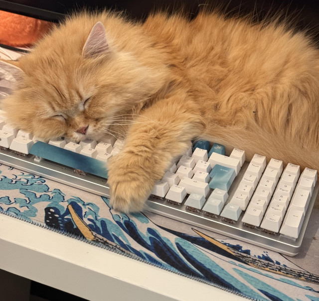 An orange tabby cat sleeping on a mechanical keyboard