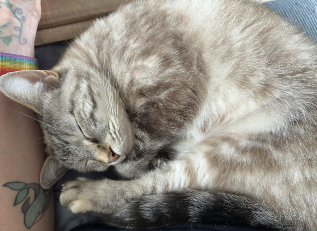 a beige-black-white lynx-point siamese cat with a rust-coloured patch above her salmon-coloured nose is curled up asleep on a person's lap. her front paws are tucked under her chin, and her back legs and tail are up past her head. part of the person's arm is also visible: pale with green plant tattoos, a blue and black whale tattoo with spiral designs, and a rainbow watch strap.
