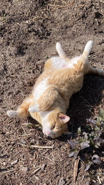 An orange and white cat is lolling about on bare soil in the garden.  The cat is on its back, sunning its very furry belly.  All four feet are up in the air. 