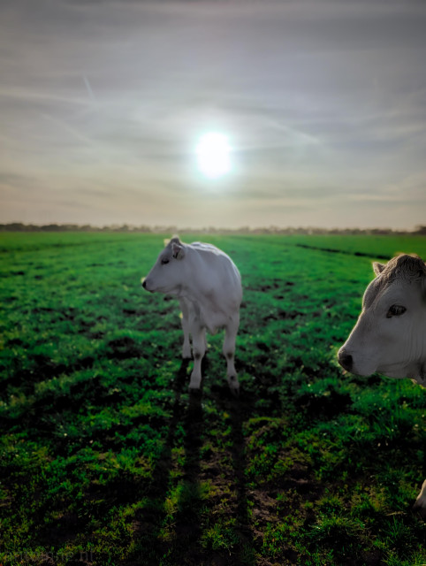 A serene, atmospheric scene in a lush green pasture at sunset. The composition is dreamlike, characterized by soft lighting and a shallow depth of field.

Two white cattle are featured. One cow stands in the center-middle ground, facing away from the camera and looking toward the left. The head of a second cow is positioned in the immediate foreground on the right, partially cropped but in focus.

The sun is the focal point of the sky, appearing as a bright, glowing orb through a thin layer of clouds. This creates a hazy glow across the entire landscape and casts long, soft shadows from the central cow toward the viewer.