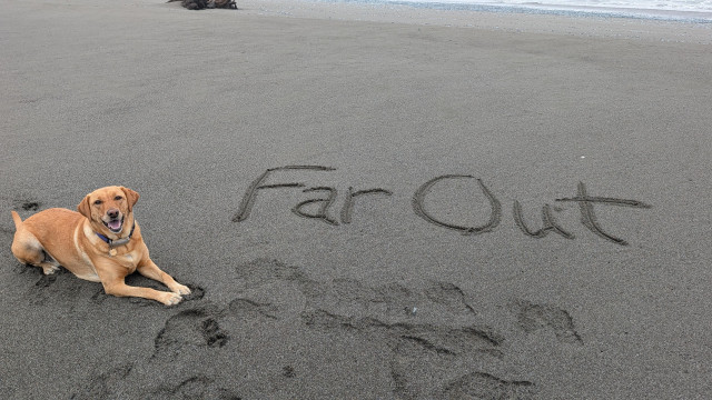 Golden lab is lying on the beach next to the words Far Out written in the sand. 