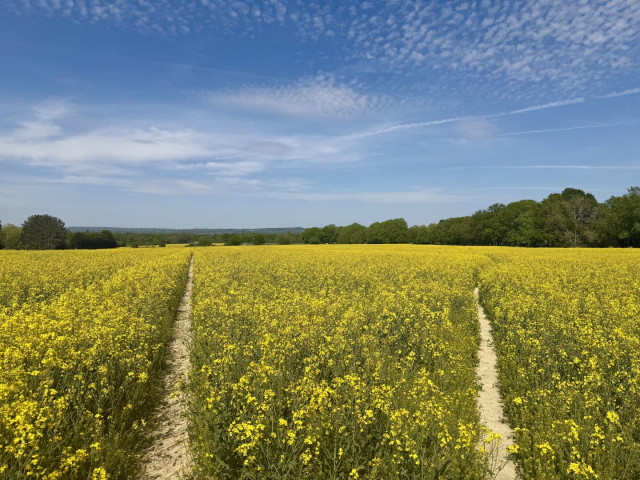 Compacted paths through a big old rapeseed field. Not a clear 2m maintenance width; tut tut.