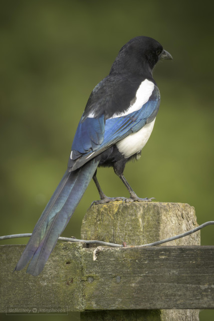 a black and white bird with iridescent blue wing tones 