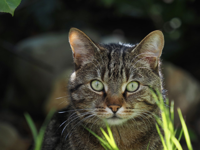 eine nahaufnahme des gesichts einer getigerten katze mit grünen augen, umgeben von grünem gras und dunklem hintergrund. sie schaut in die kamera.